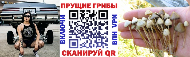 Галлюциногенные грибы GOLDEN TEACHER  Купить где  Алупка 
